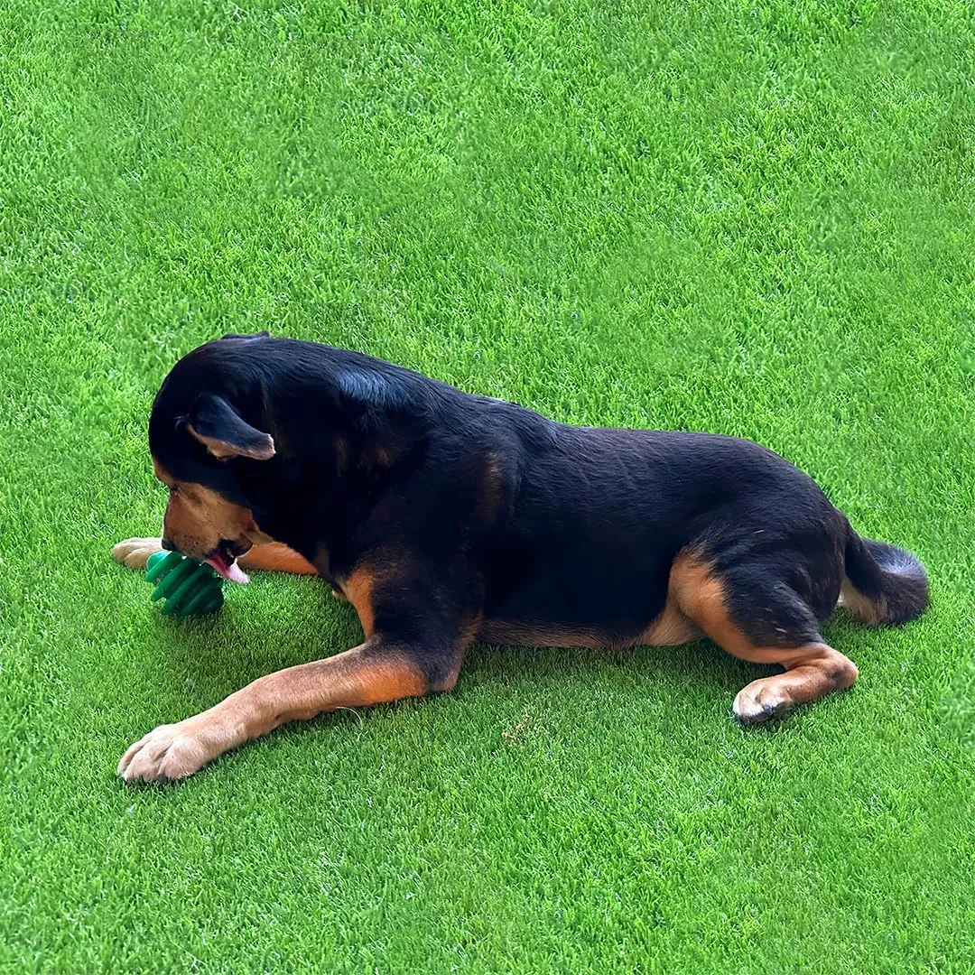 Alpha - Spiral - Heavy-Duty Rubber Dog Enrichment Chew Toy & Treat Spreader - Choose Your Color - 4" L × 3.5" W × 3.5" H (Red)