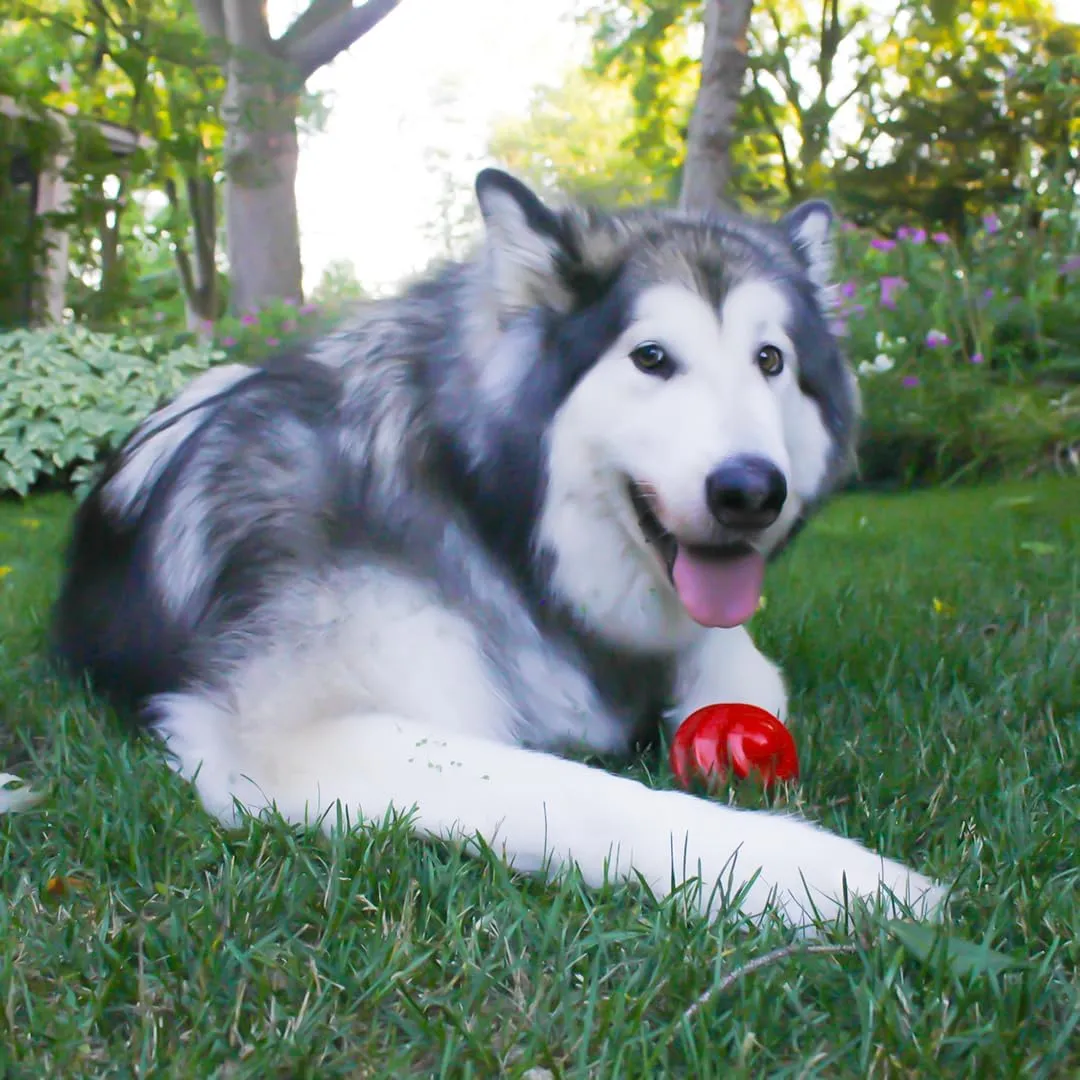 Alpha - Spiral - Heavy-Duty Rubber Dog Enrichment Chew Toy & Treat Spreader - Choose Your Color - 4" L × 3.5" W × 3.5" H (Red)