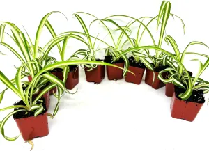 Ocean Spider Collection 10 Plants 2'' Starter pots -Easy to Care -Air Purifying Houseplants