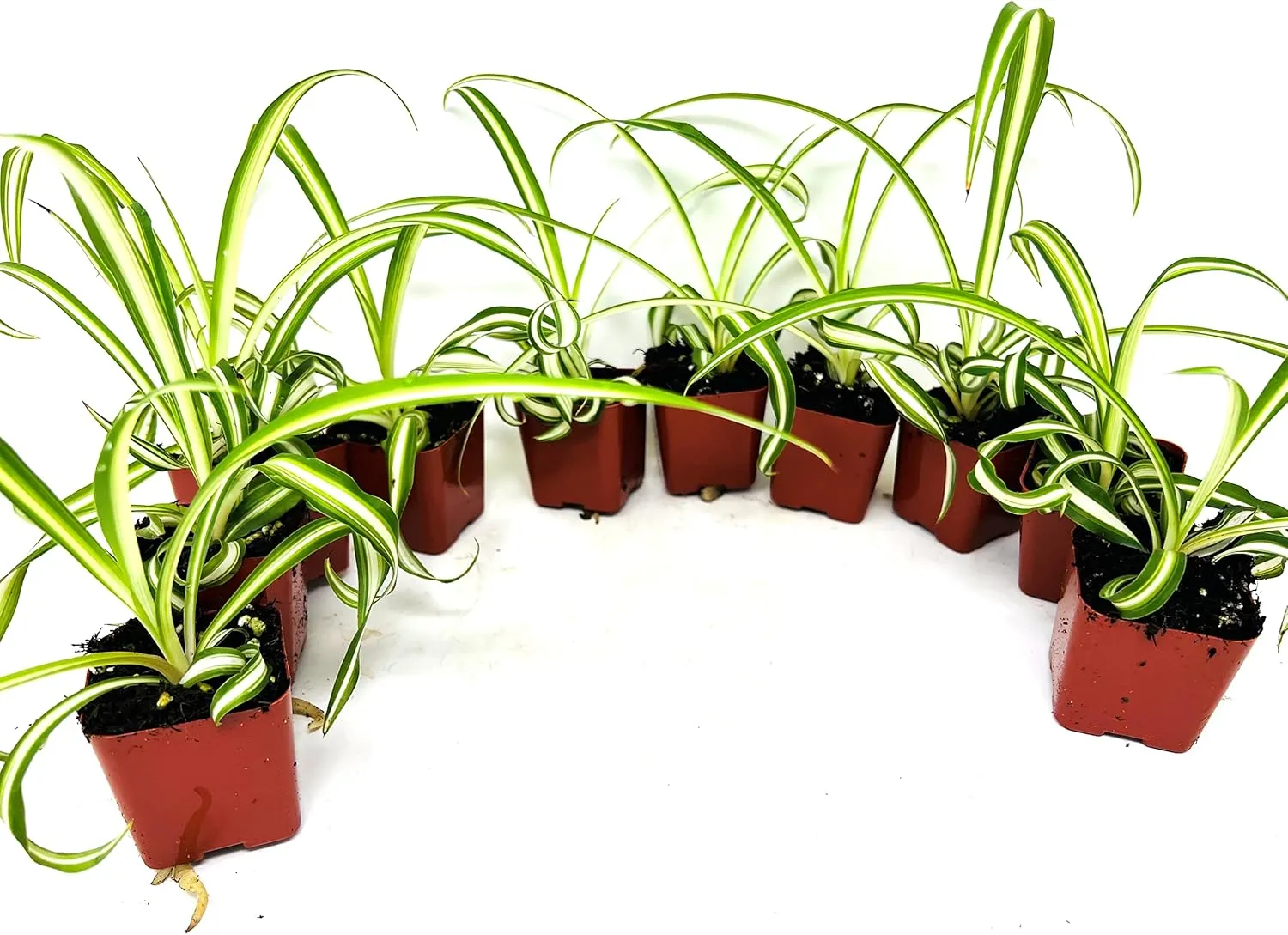 Ocean Spider Collection 10 Plants 2'' Starter pots -Easy to Care -Air Purifying Houseplants