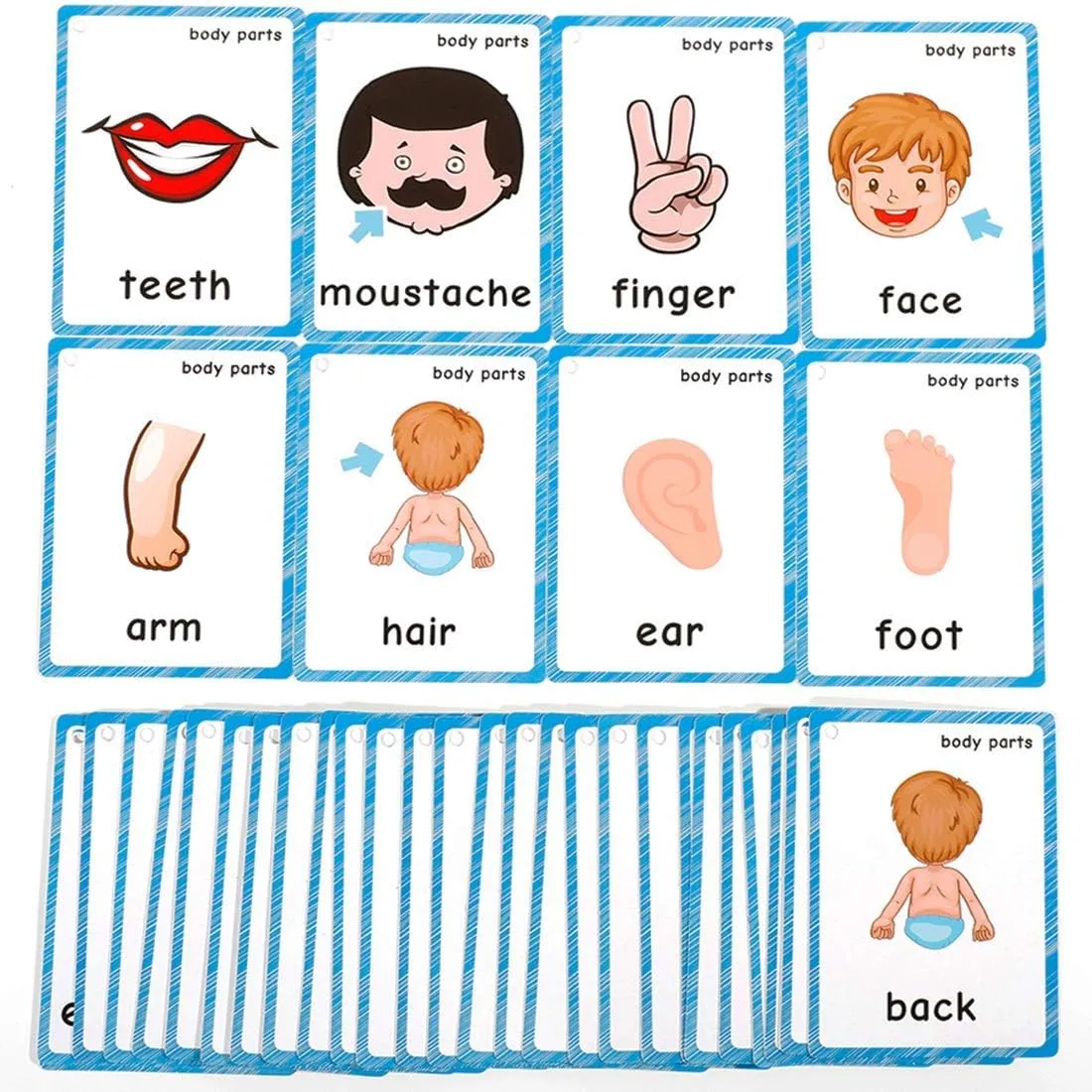 Set of(Body Parts Insects) Flash Cards for Toddlers | Kids Learning Montessori Pocket Cards Toys | Perfect for Pre-K Decorations Background Wall Stickers,Teacher/Autism Therapists Tools