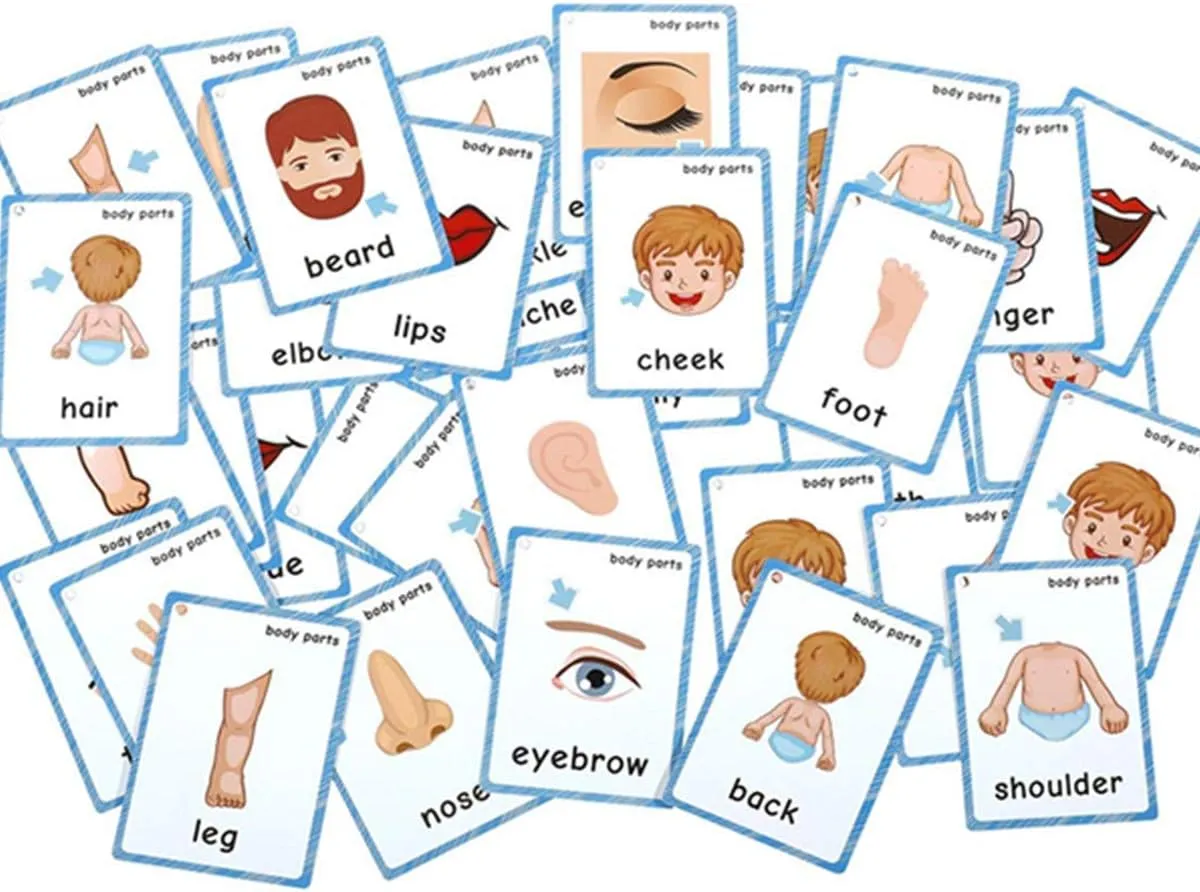 Set of(Body Parts Insects) Flash Cards for Toddlers | Kids Learning Montessori Pocket Cards Toys | Perfect for Pre-K Decorations Background Wall Stickers,Teacher/Autism Therapists Tools
