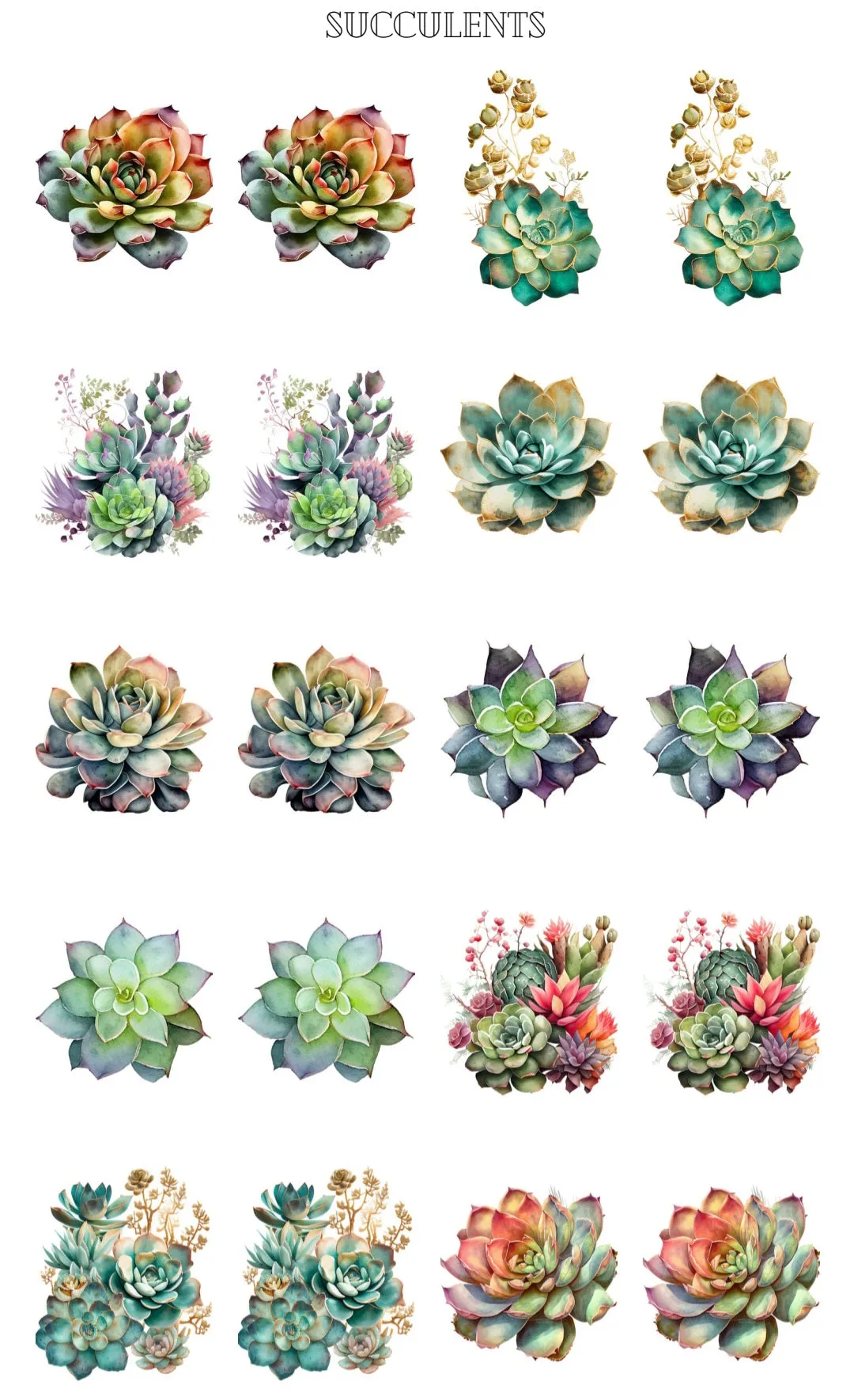 Succulents