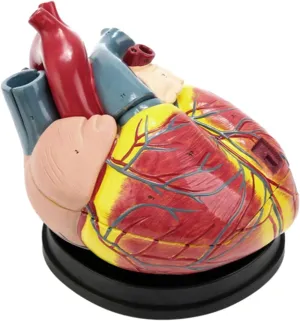Teaching Model Large Natural Human Heart Anatomy Model 5X Magnification Heart Model with Clear Texture and 3 Detachable Parts for Teaching Demonstration and Explanation